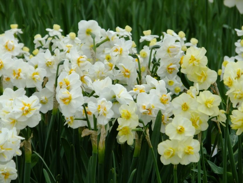  - 2018_03_Narcise_II