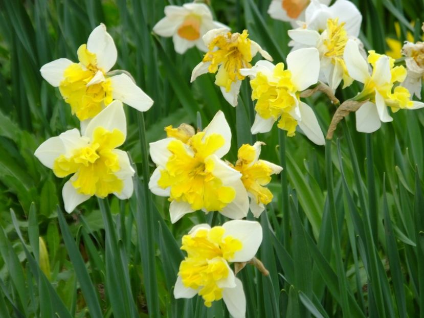  - 2018_03_Narcise_II