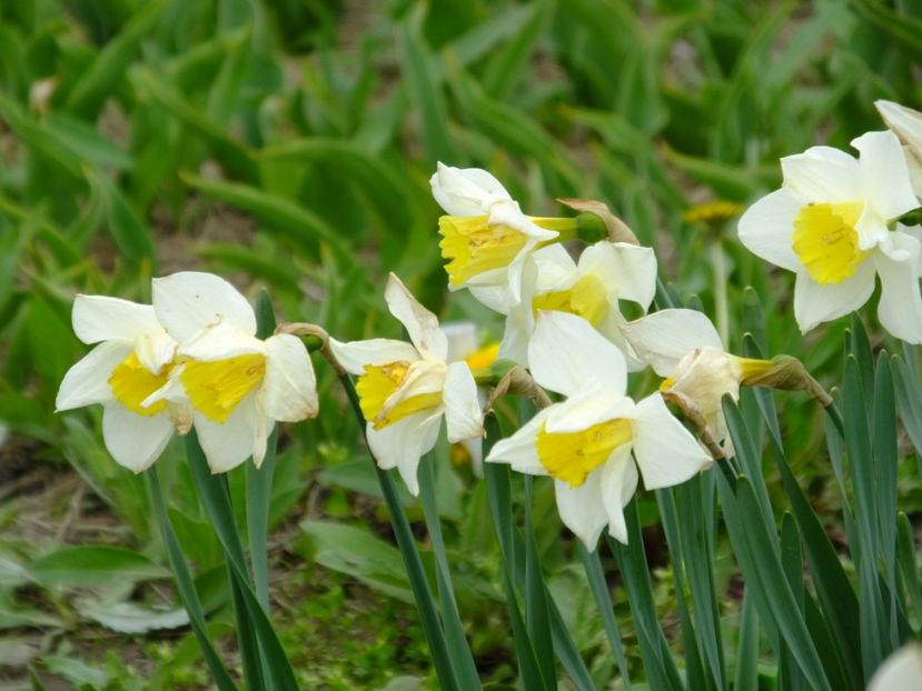  - 2018_03_Narcise_II