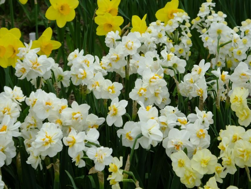  - 2018_03_Narcise_II