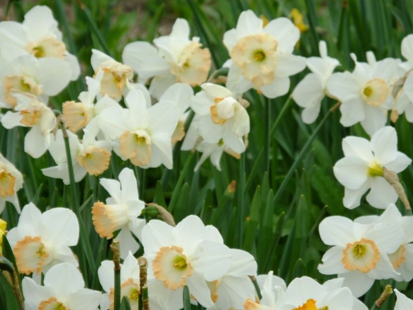  - 2018_03_Narcise_II