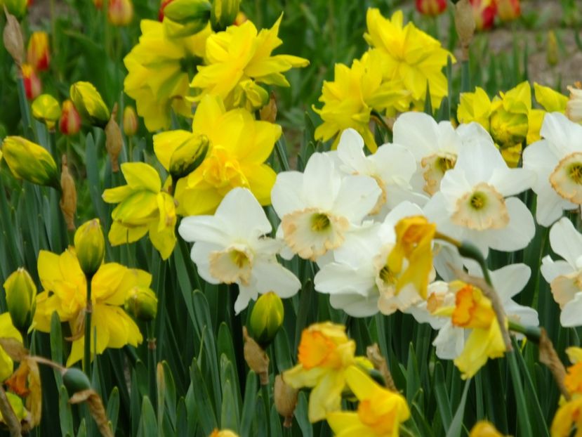  - 2018_03_Narcise_II