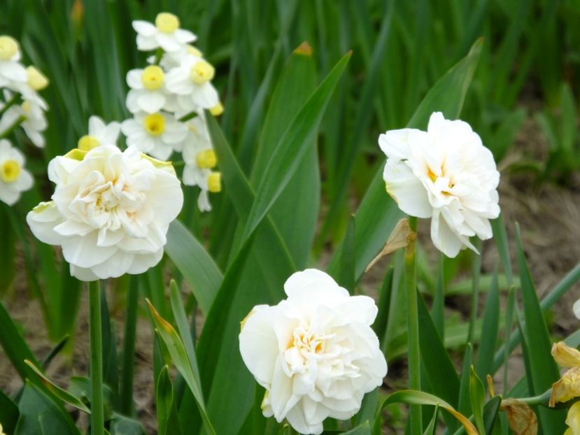  - 2018_03_Narcise_II