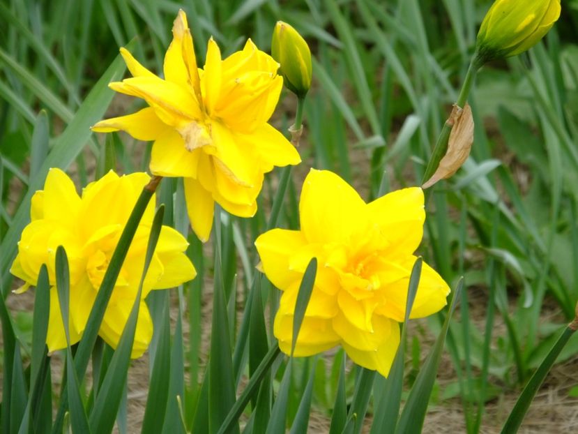  - 2018_03_Narcise_II