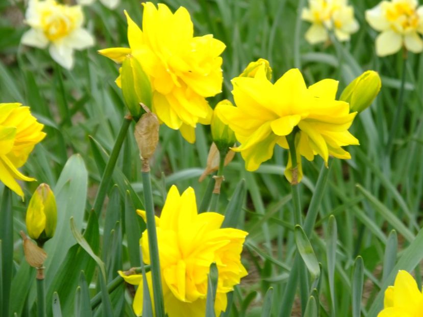  - 2018_03_Narcise_II