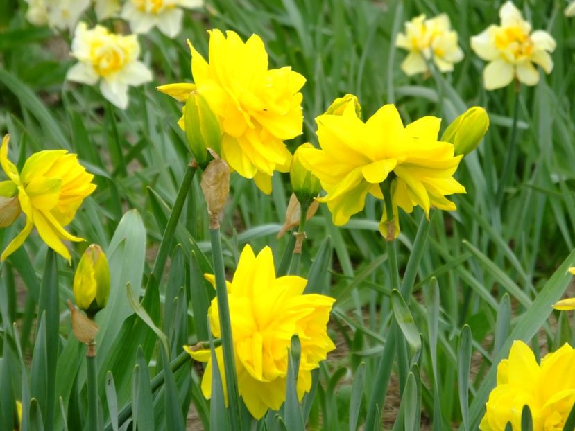  - 2018_03_Narcise_II