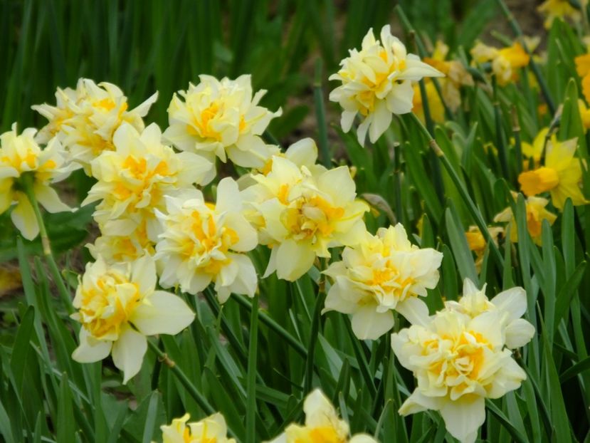  - 2018_03_Narcise_II