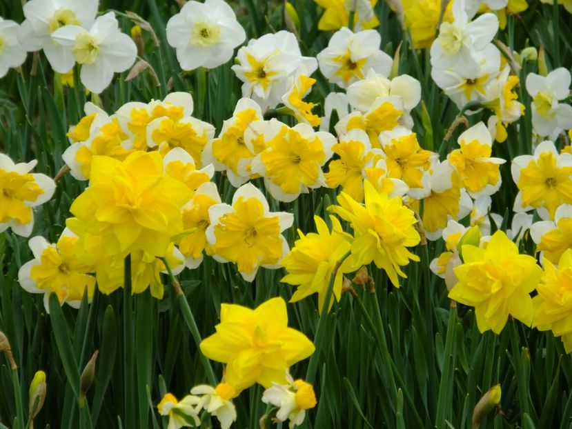  - 2018_03_Narcise_II