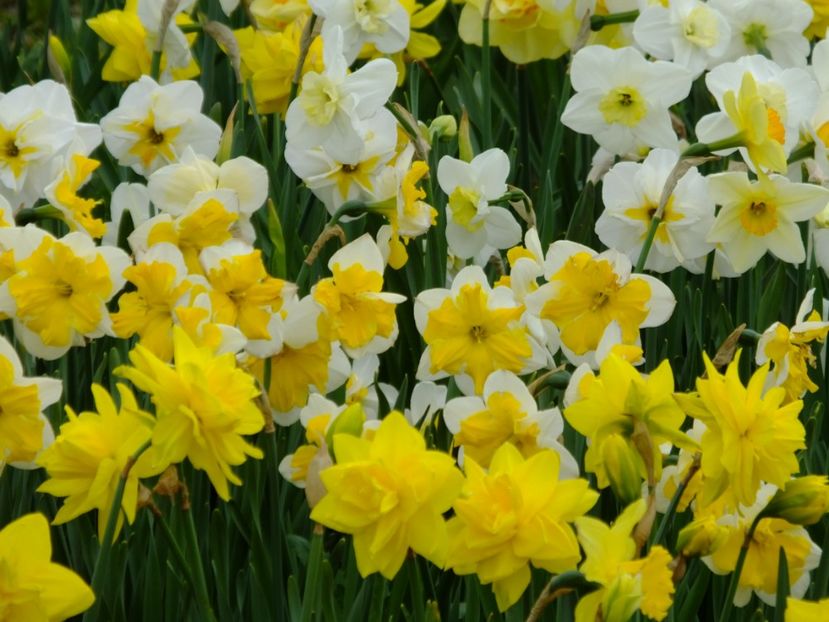  - 2018_03_Narcise_II