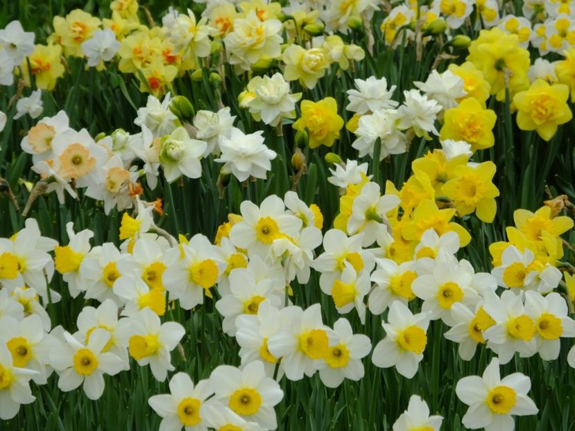  - 2018_03_Narcise_II