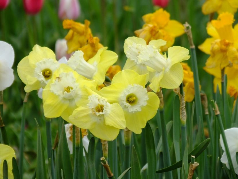  - 2018_03_Narcise_II