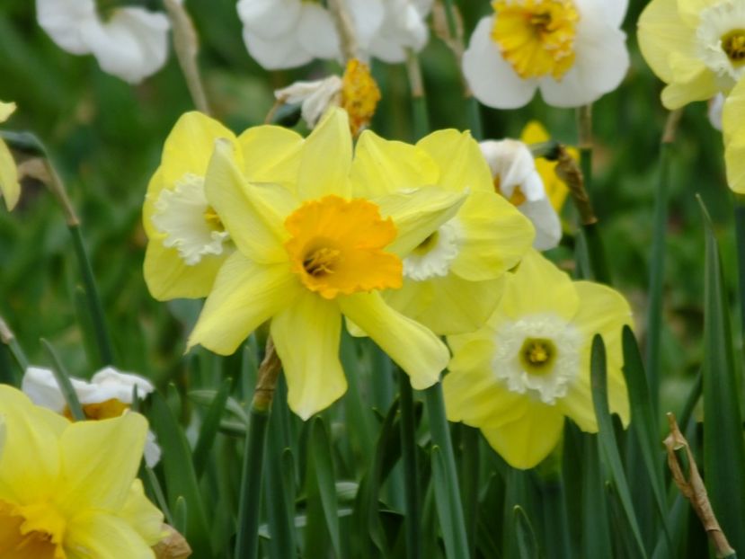  - 2018_03_Narcise_II