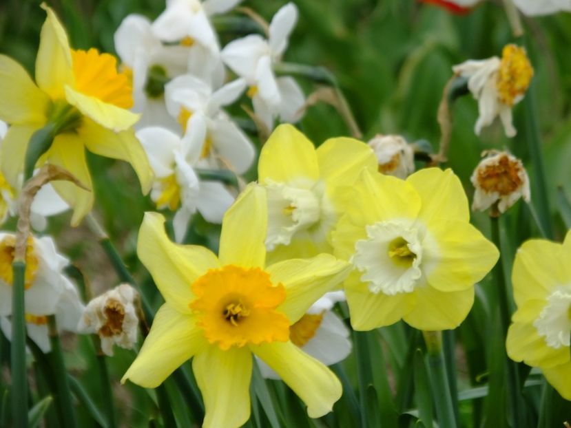  - 2018_03_Narcise_II