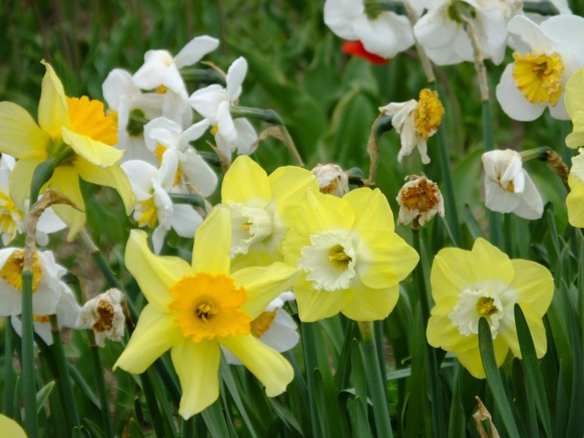  - 2018_03_Narcise_II