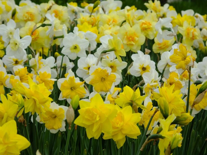  - 2018_03_Narcise_II