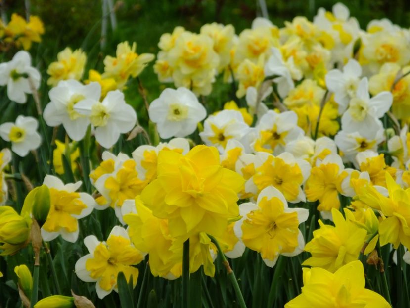  - 2018_03_Narcise_II