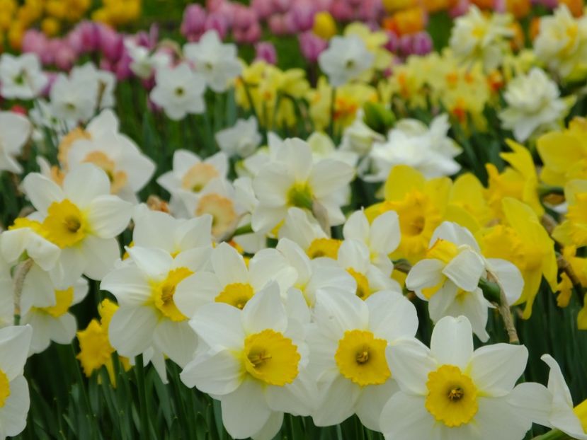  - 2018_03_Narcise_II