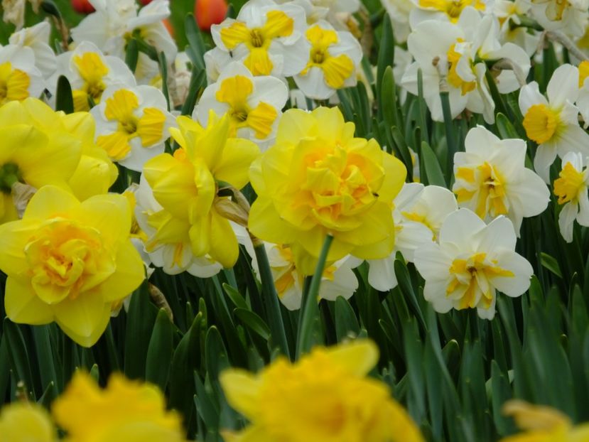  - 2018_03_Narcise_II