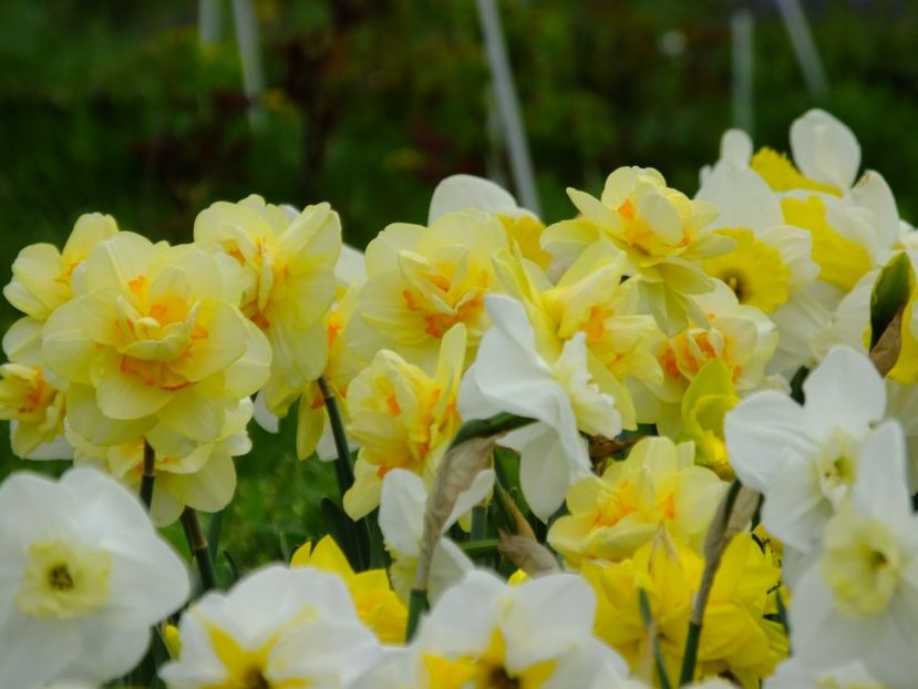  - 2018_03_Narcise_II