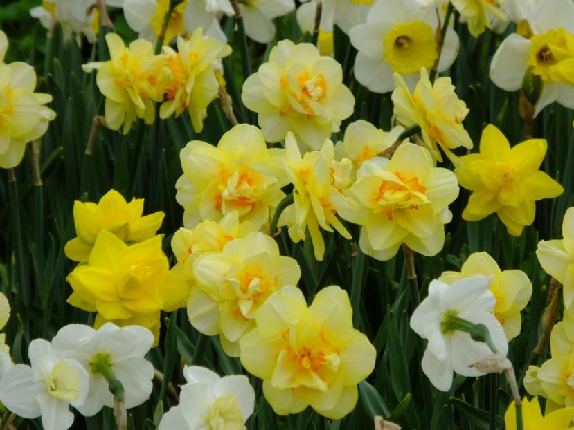  - 2018_03_Narcise_II