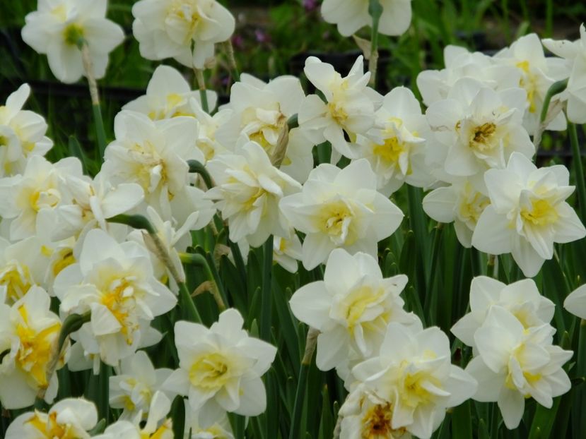  - 2018_03_Narcise_II