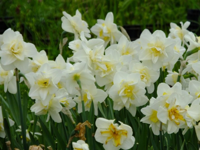  - 2018_03_Narcise_II