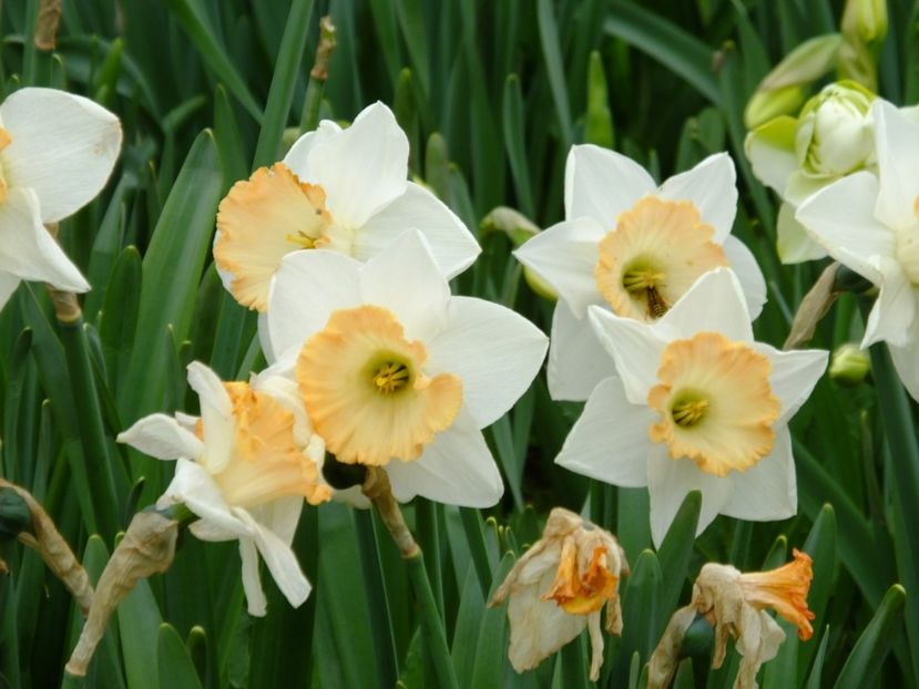  - 2018_03_Narcise_II