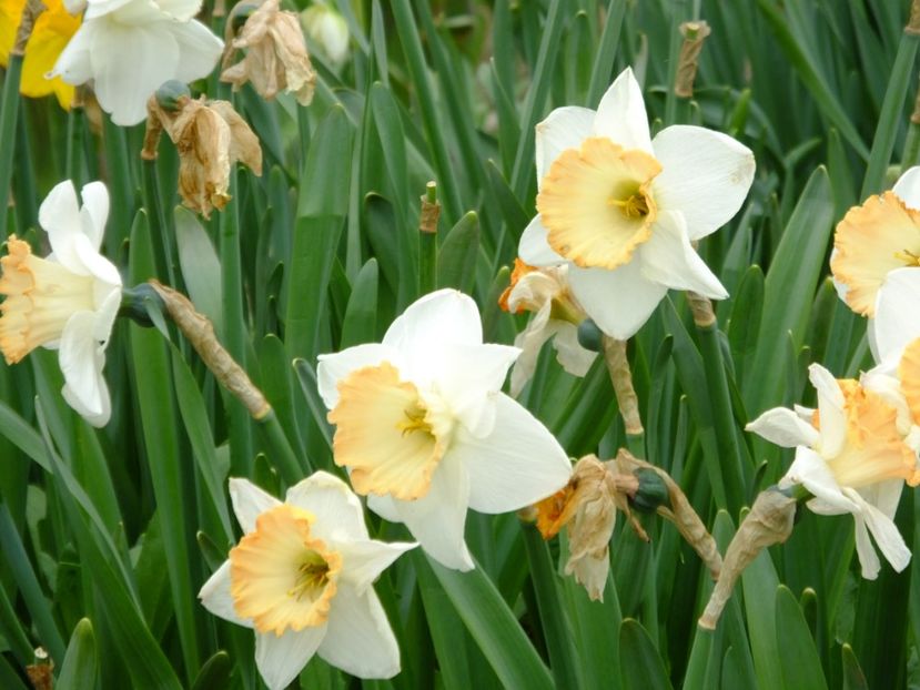  - 2018_03_Narcise_II