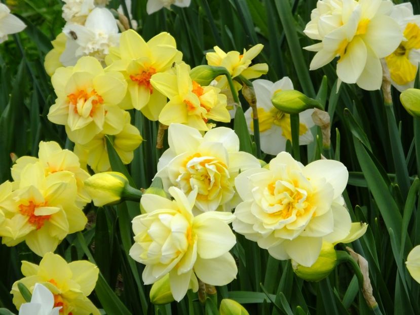  - 2018_03_Narcise_II