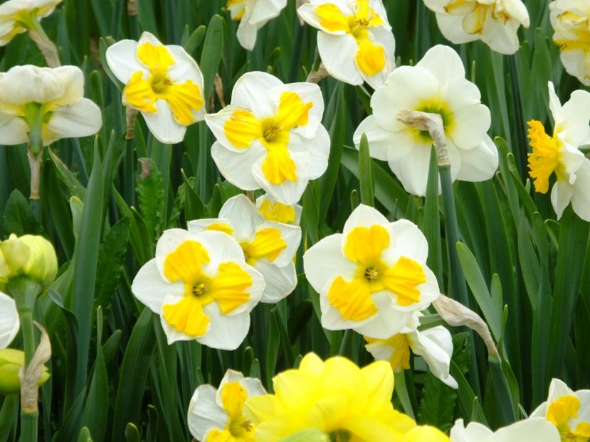  - 2018_03_Narcise_II