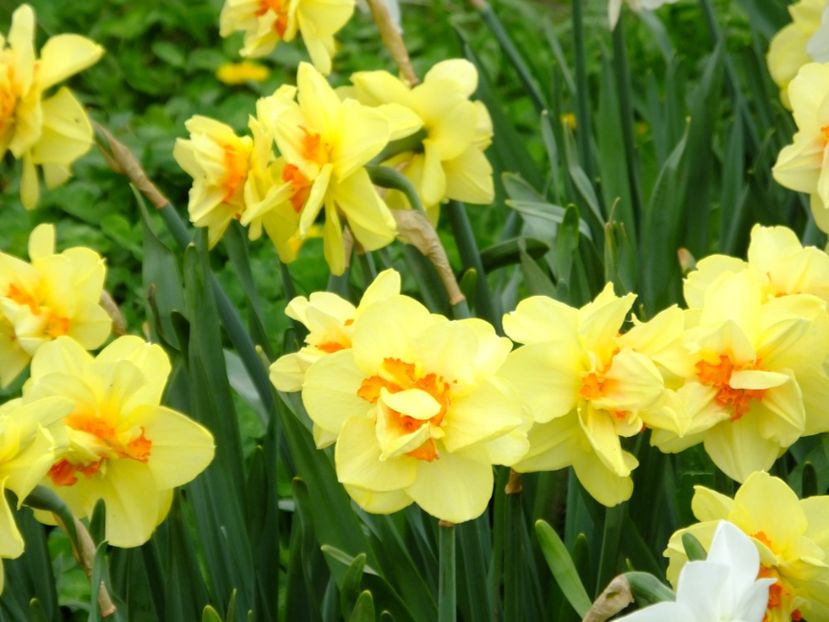  - 2018_03_Narcise_II