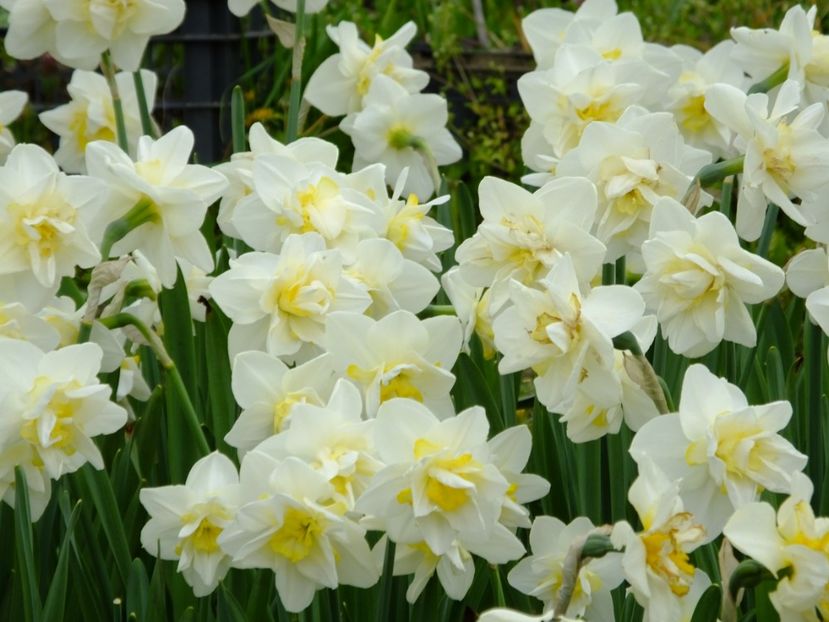  - 2018_03_Narcise_II