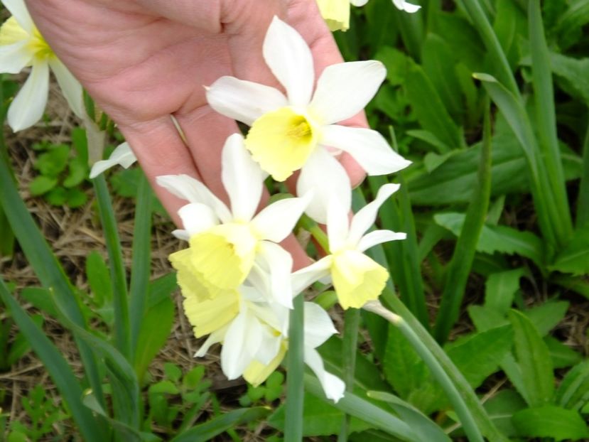  - 2018_03_Narcise_II