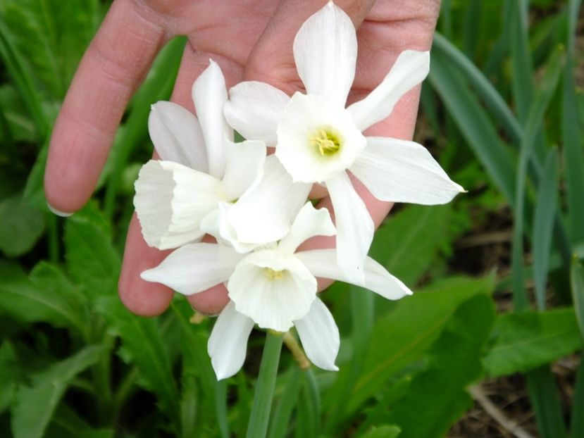  - 2018_03_Narcise_II