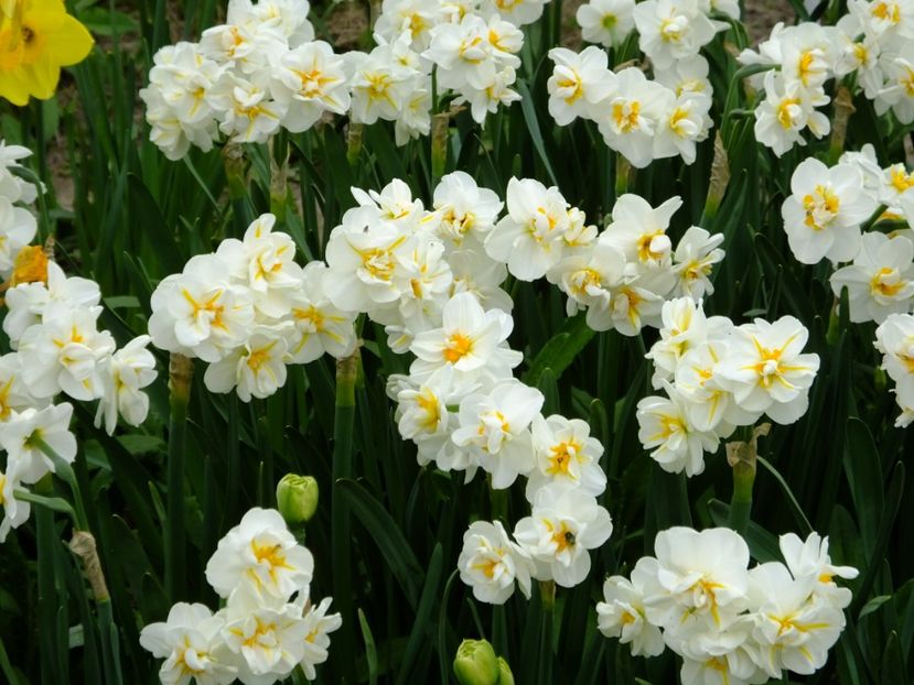  - 2018_03_Narcise_II