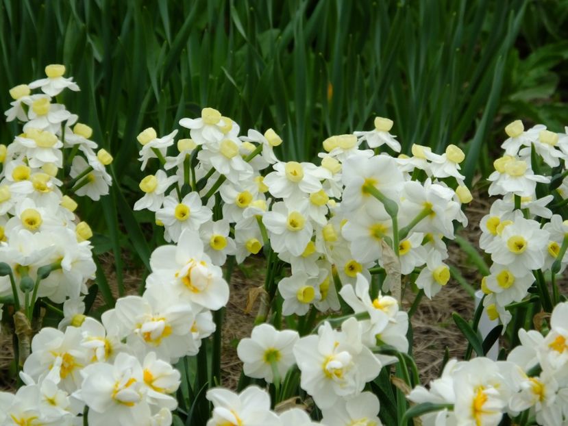  - 2018_03_Narcise_II