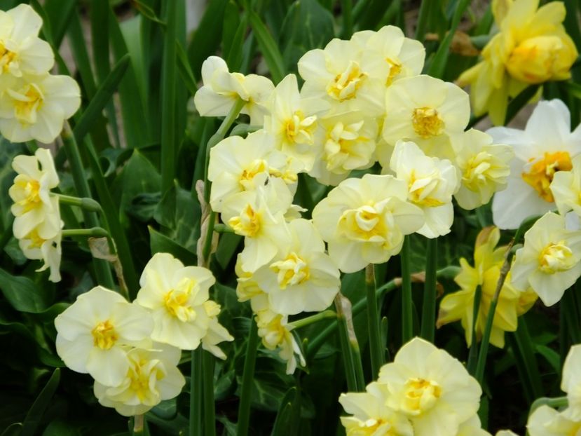  - 2018_03_Narcise_II