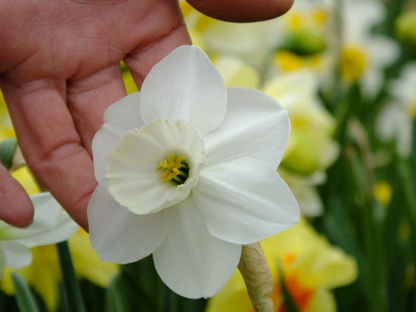  - 2018_03_Narcise_II