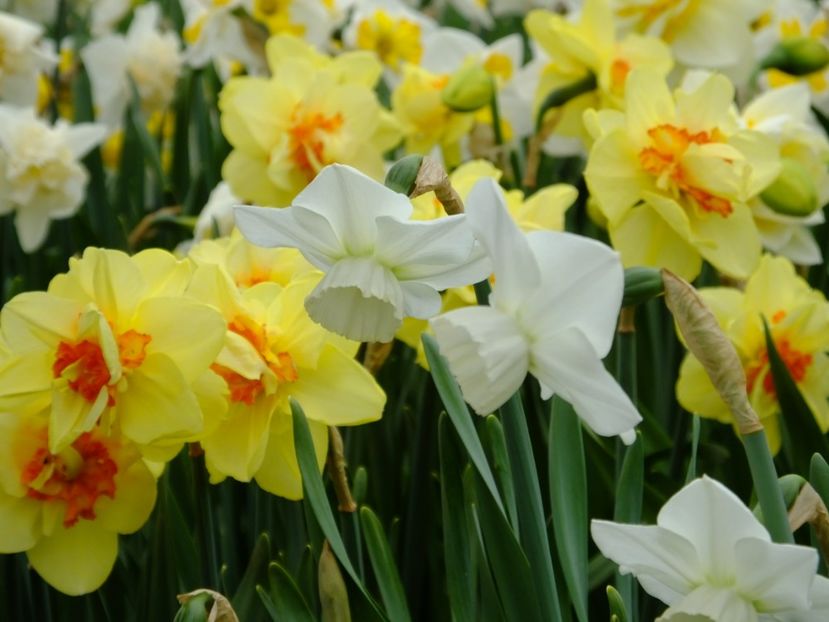  - 2018_03_Narcise_II