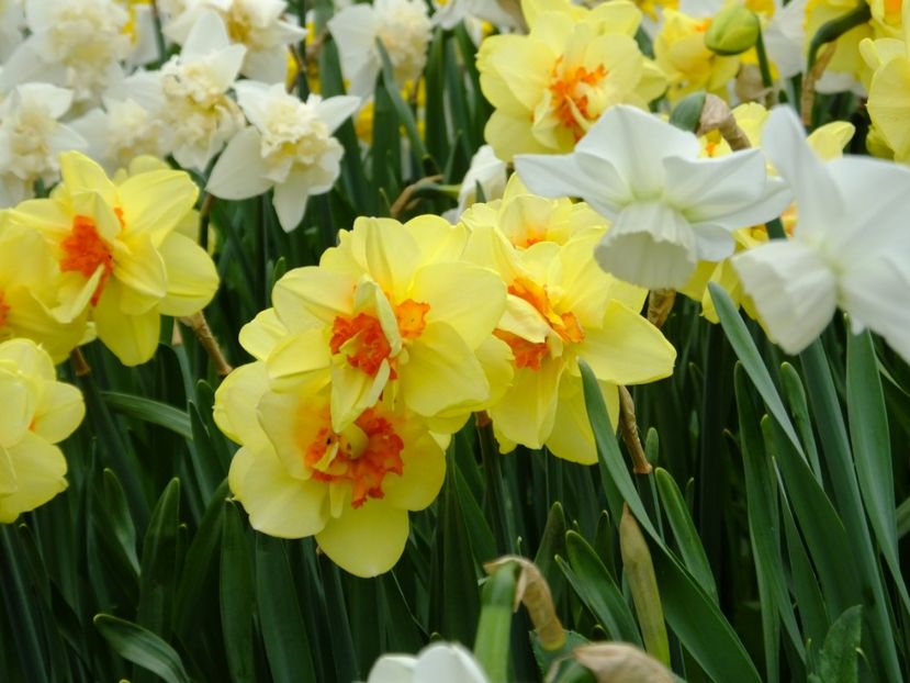  - 2018_03_Narcise_II