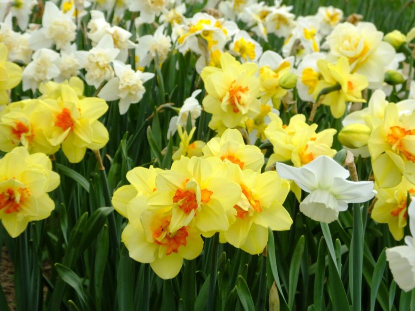  - 2018_03_Narcise_II