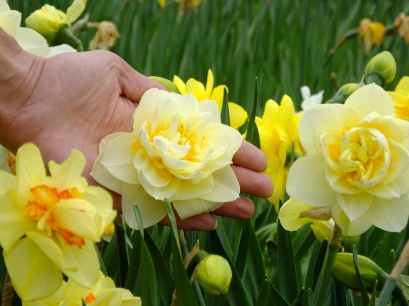  - 2018_03_Narcise_II