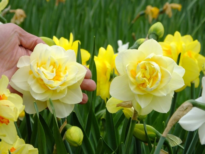  - 2018_03_Narcise_II