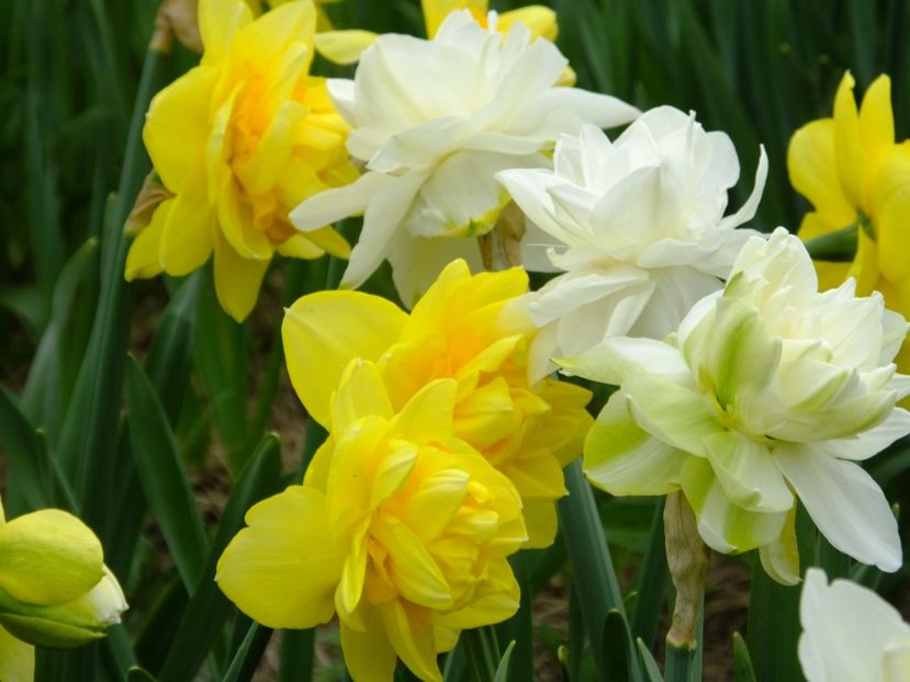  - 2018_03_Narcise_II