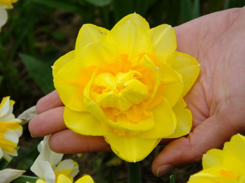  - 2018_03_Narcise_II