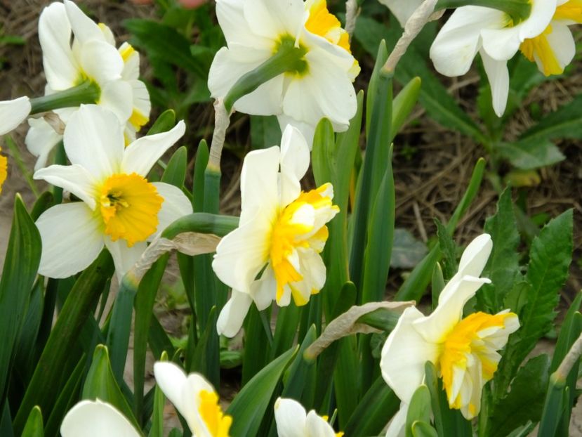  - 2018_03_Narcise_II