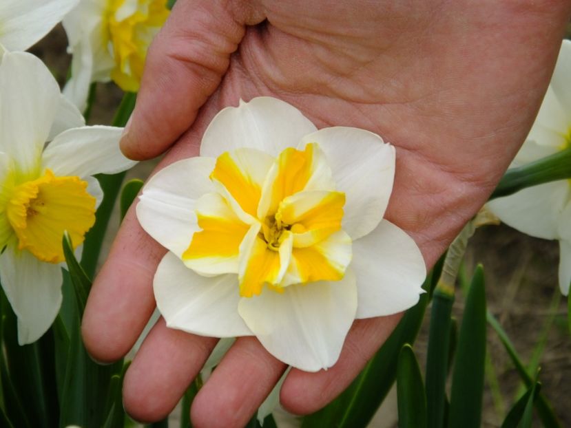  - 2018_03_Narcise_II