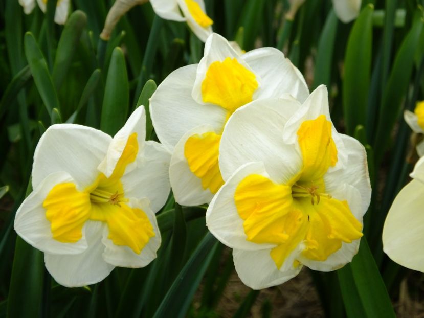  - 2018_03_Narcise_II