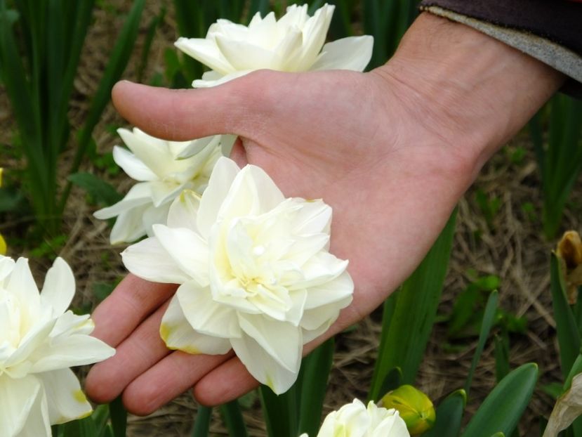  - 2018_03_Narcise_II