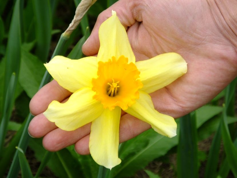  - 2018_03_Narcise_II